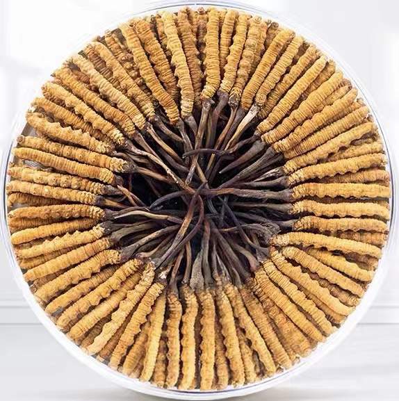 高台冬虫夏草回收